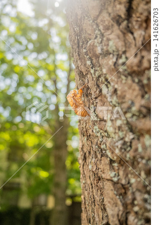 「岡山県」(8月)【公園】夏の新緑が深まった木々で蝉の抜け殻を見つける 141626703