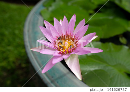 Pink Water Lily Flower with Bee Blooming in a Water Lily Container Pink Water Lily Flower with Bee Blooming in a Water Lily Container 141626787