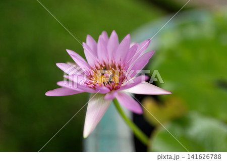 Pink Water Lily Flower with Bee Blooming in a Water Lily Container Pink Water Lily Flower with Bee Blooming in a Water Lily Container 141626788