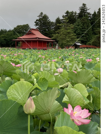 蓮池の向こうに佇む朱塗りの神社 蓮池の向こうに佇む朱塗りの神社 141626853
