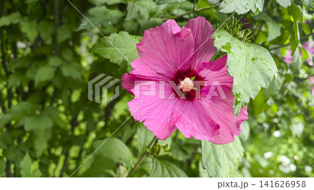 Hibiscus flower with raindrops close-up against green foliage background 141626958