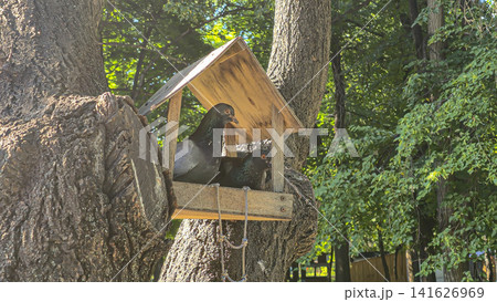 Two Pigeons Sitting in a Wooden Bird Feeder on a Tree in a Green Park Two Pigeons Sitting in a Wooden Bird Feeder on a Tree in a Green Park 141626969