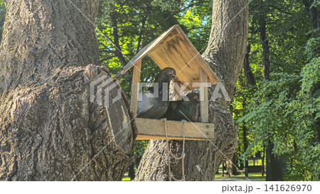 Two Pigeons Sitting in a Wooden Bird Feeder on a Tree in a Green Park Two Pigeons Sitting in a Wooden Bird Feeder on a Tree in a Green Park 141626970