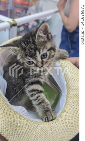 A tabby kitten is peeking out from a straw hat held by a man. A pet. A tabby kitten is peeking out from a straw hat held by a man. A pet. 141626971