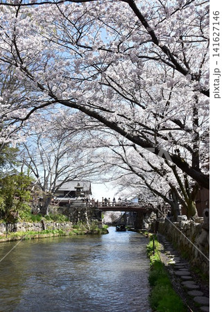 滋賀県近江八幡市　八幡堀と満開桜と白雲橋 141627146
