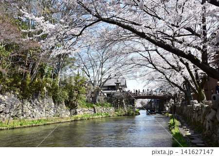 滋賀県近江八幡市 八幡堀と満開桜と白雲橋 滋賀県近江八幡市 八幡堀と満開桜と白雲橋 141627147