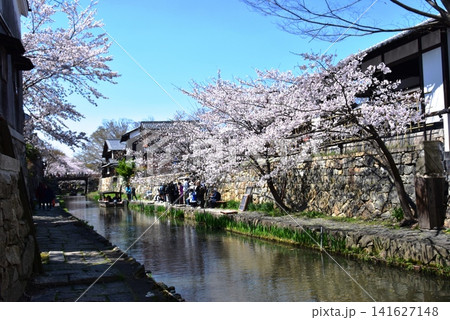 滋賀県近江八幡市 八幡堀と満開桜と八幡堀遊歩道 滋賀県近江八幡市 八幡堀と満開桜と八幡堀遊歩道 141627148