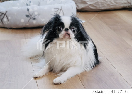 伏せてこちらを見つめる狆（Japanese Chin）の愛らしい表情 141627173
