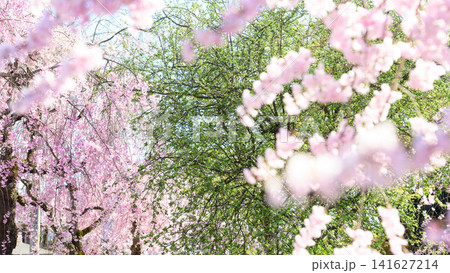 新緑と満開の枝垂れ桜　日中線枝垂れ桜並木道　福島県 141627214