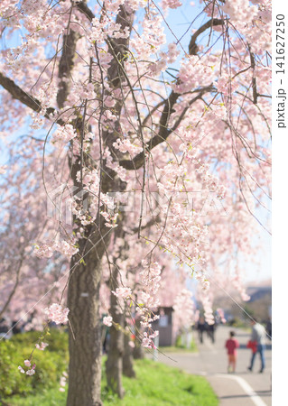 爽やかな桜並木の朝　日中線枝垂れ桜並木　福島県 141627250