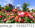 満開のバラ園（大通公園 サンクガーデン） 141627731