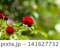 満開のバラ園 141627732