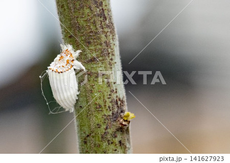 イセリアカイガラムシのメス 成虫 イセリアカイガラムシのメス 成虫 141627923
