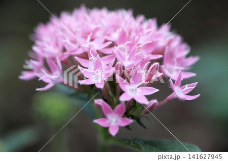 花壇に咲く可愛いピンク色のペンタス 花壇に咲く可愛いピンク色のペンタス 141627945