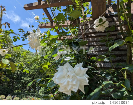 白いバラ園 白いバラ園 141628054