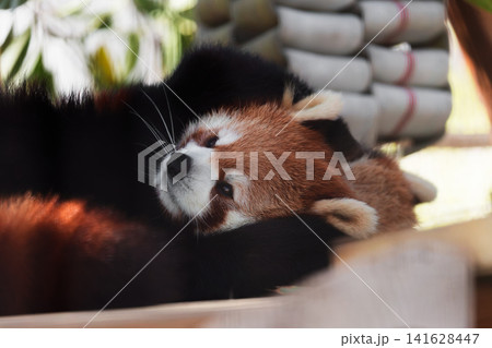 耳をきゅっと自分で抑えてるかわいいレッサーパンダ 141628447