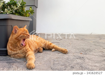 あくびをする茶トラ猫 屋外でくつろぐリラックスした猫とコピースペース あくびをする茶トラ猫 屋外でくつろぐリラックスした猫とコピースペース 141628527