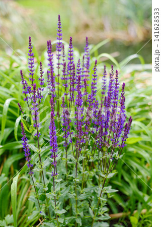Group of Purple Salvia Caradonna Plants in Lush Green Backyard Group of Purple Salvia Caradonna Plants in Lush Green Backyard 141628533