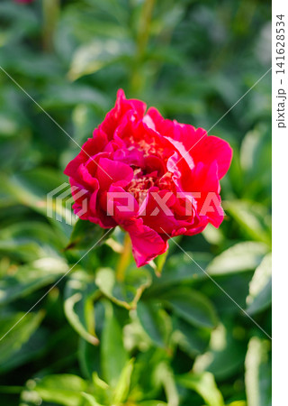 Close Up of Crimson Peony Charles Burgess in Sunlight 141628534