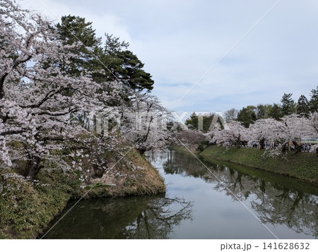 水堀と満開の桜 141628632