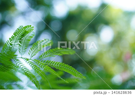 Photo of Albizia Tree Branch with Beautiful Spreading Green Leaves on Blurred Bokeh Background on a Summer Day with Sunshine. Empty copy space Photo of Albizia Tree Branch with Beautiful Spreading Green Leaves on Blurred Bokeh Background on a Summer Day with Sunshine. Empty copy space 141628636