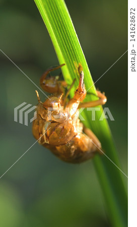 草の葉につかまるセミの抜け殻 夏の自然風景 マクロ撮影 草の葉につかまるセミの抜け殻 夏の自然風景 マクロ撮影 141628672