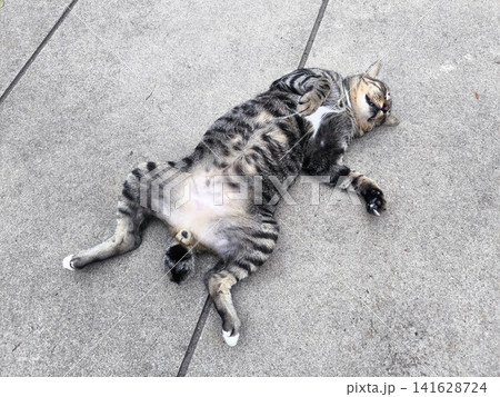 Tabby Cat Resting on Concrete Ground Tabby Cat Resting on Concrete Ground 141628724