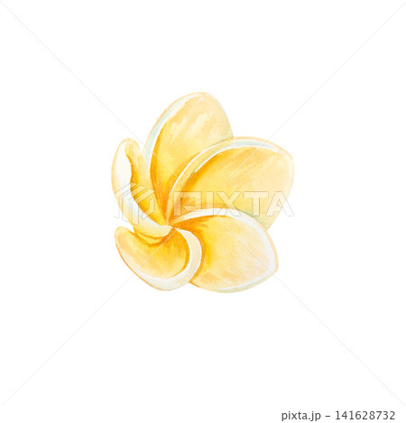 Watercolor illustration of a plumeria flower. A tropical yellow bud inspired by a seaside or ocean vacation. A hand-drawn beach accessory. Isolated flower for design, print, and invitations. Watercolor illustration of a plumeria flower. A tropical yellow bud inspired by a seaside or ocean vacation. A hand-drawn beach accessory. Isolated flower for design, print, and invitations. 141628732