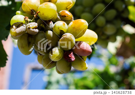 Close up of ripening green and red grapes on vine against blue sky and blurred green foliage 141628738
