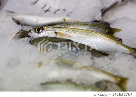 Freshly Caught Small Fish Displayed on Cracked Ice Ready for Market Sale Freshly Caught Small Fish Displayed on Cracked Ice Ready for Market Sale 141628764