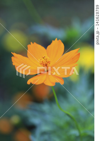 花壇に咲くオレンジ色のキバナコスモス 花壇に咲くオレンジ色のキバナコスモス 141628789