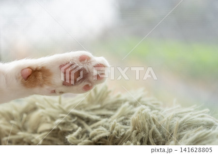可愛い猫の手 可愛い猫の手 141628805