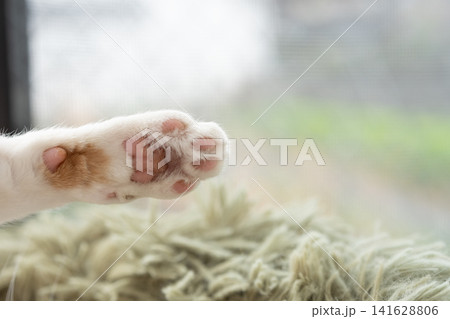 可愛い猫の手 可愛い猫の手 141628806