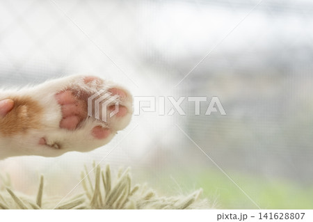 可愛い猫の手 可愛い猫の手 141628807