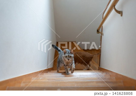 階段を上る猫 サバトラ猫 階段を上る猫 サバトラ猫 141628808