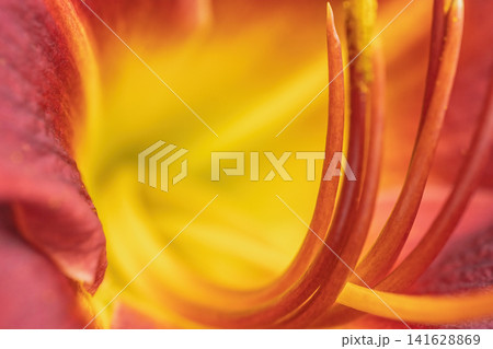 Macro photo of the stamens of a crimson red flower. 141628869