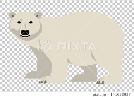 北極動物:北極熊 北極動物:北極熊 141628927