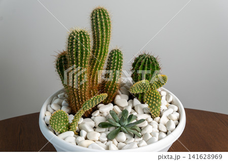 Cactus and Succulent Mini Garden Arranged inside White Plastic Bowl Cactus and Succulent Mini Garden Arranged inside White Plastic Bowl 141628969