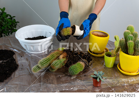 Woman Wearing Blue Protective Gloves Extracting Small Cactus from Flowerpot Woman Wearing Blue Protective Gloves Extracting Small Cactus from Flowerpot 141629025
