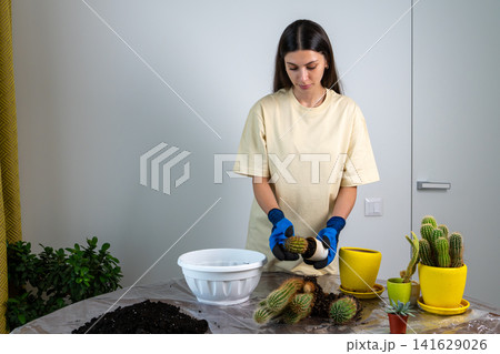 Young Female Gardener in Blue Gloves Removing Tiny Cactus from Small Pot Young Female Gardener in Blue Gloves Removing Tiny Cactus from Small Pot 141629026