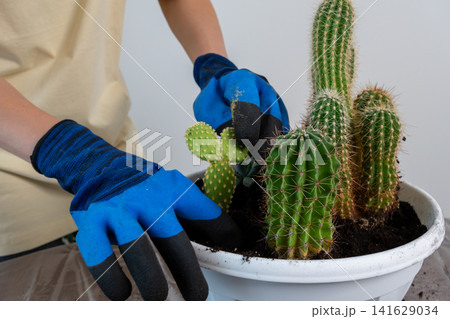 Woman Hands in Blue Gloves Planting Small Prickly Pear Cactus in Bowl Woman Hands in Blue Gloves Planting Small Prickly Pear Cactus in Bowl 141629034