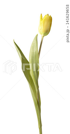 Single yellow tulip flower standing upright with green stem and leaves isolated white background. Minimal composition showing natural plant structure clearly. Botanical concept for Single yellow tulip flower standing upright with green stem and leaves isolated white background. Minimal composition showing natural plant structure clearly. Botanical concept for 141629658