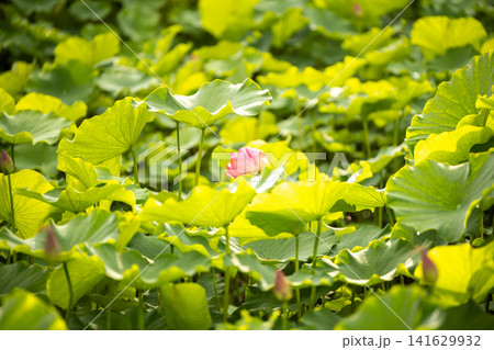 咲き始めた蓮の花 咲き始めた蓮の花 141629932