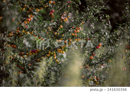 Ripe yellow and red plums hanging on branches in summer, fruit trees in orchard with green leaves and soft foreground plants in natural agricultural landscape Ripe yellow and red plums hanging on branches in summer, fruit trees in orchard with green leaves and soft foreground plants in natural agricultural landscape 141630398
