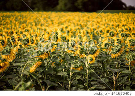 Sunflower field in summer, close up view of blooming yellow sunflowers with green leaves in agricultural landscape and shallow depth of field nature background Sunflower field in summer, close up view of blooming yellow sunflowers with green leaves in agricultural landscape and shallow depth of field nature background 141630405