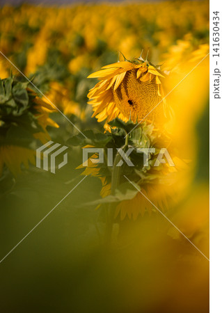 Sunflower field in summer, close up view of blooming yellow sunflowers with green leaves in agricultural landscape and shallow depth of field nature background Sunflower field in summer, close up view of blooming yellow sunflowers with green leaves in agricultural landscape and shallow depth of field nature background 141630434