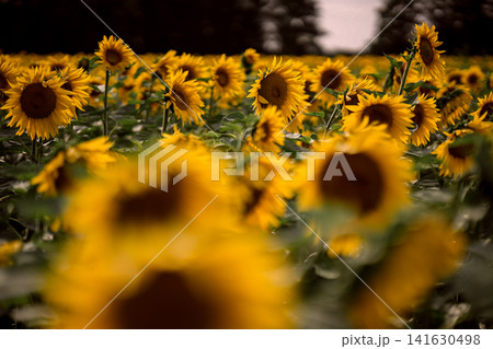Sunflower field in summer, close up view of blooming yellow sunflowers with green leaves in agricultural landscape and shallow depth of field nature background Sunflower field in summer, close up view of blooming yellow sunflowers with green leaves in agricultural landscape and shallow depth of field nature background 141630498