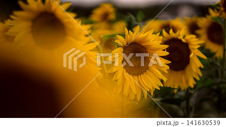 Sunflower field in summer, close up view of blooming yellow sunflowers with green leaves in agricultural landscape and shallow depth of field nature background 141630539