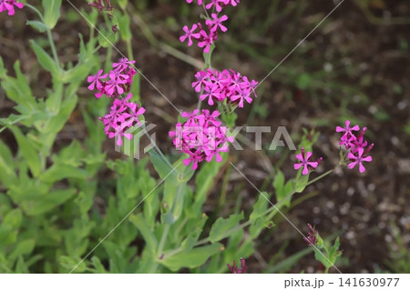 春の庭に咲くピンク色のムシトリナデシコの花 春の庭に咲くピンク色のムシトリナデシコの花 141630977