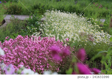 春の公園に咲くピンク色のフクロナデシコと白いカモミールの花 春の公園に咲くピンク色のフクロナデシコと白いカモミールの花 141631090